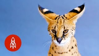 8 of the Cutest — and Rarest — Creatures on the Planet 8 of the Cutest — and Rarest — Creatures on the Planet