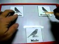 الحلقة 11 تزويج 3 اناث كناري لذكر Mating Male Canary To 3 Females الحلقة 11 تزويج 3 اناث كناري لذكر Mating Male Canary To 3 Females