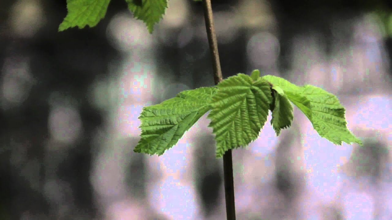 What I See- Pittencrieff Park