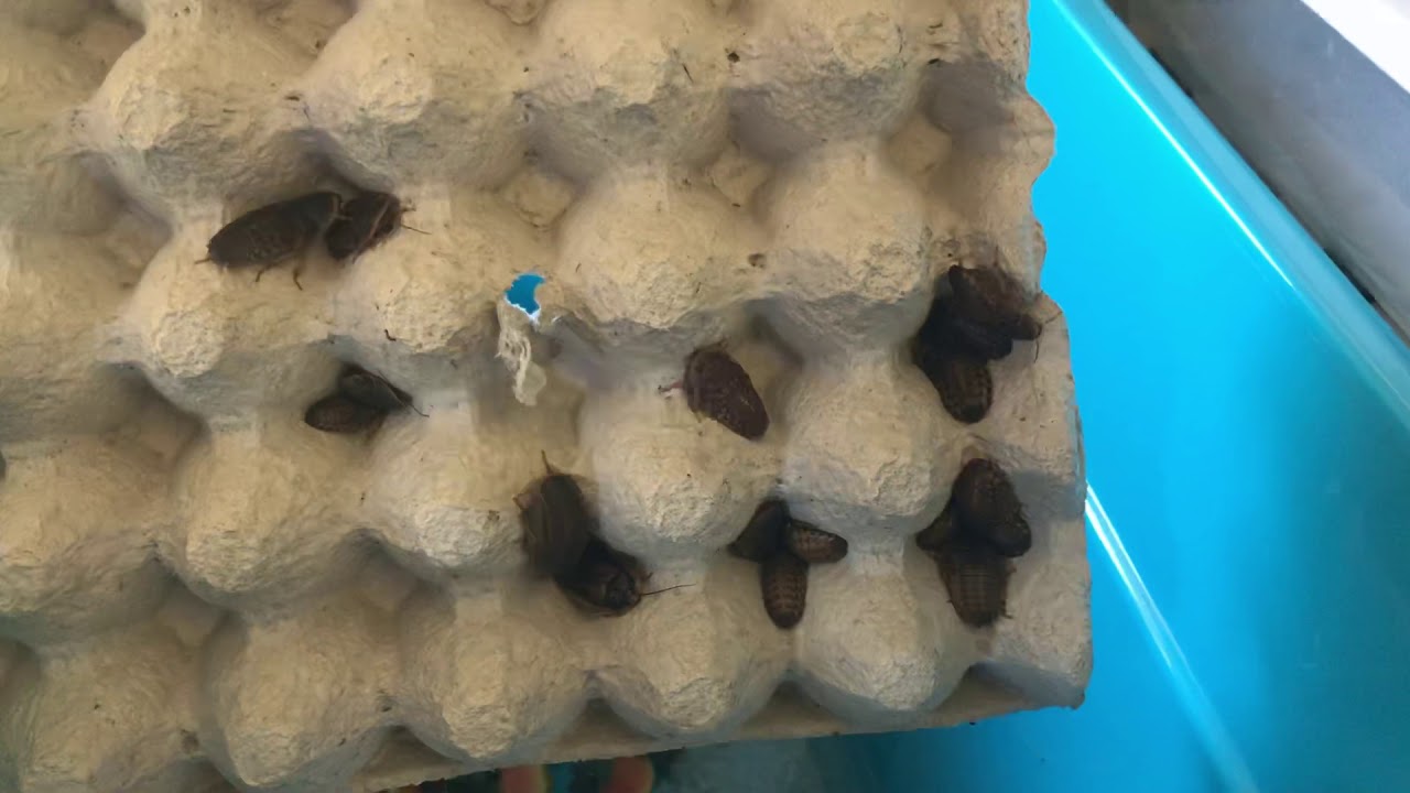 camera iphone 8 plus apk Dubia roach colony