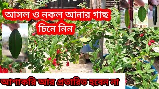 আনার গাছ চেনার উপায় | পাতা দেখে আসল আনার গাছ চিনে নিন। প্রতারিত হবেন না@zgen-r9y