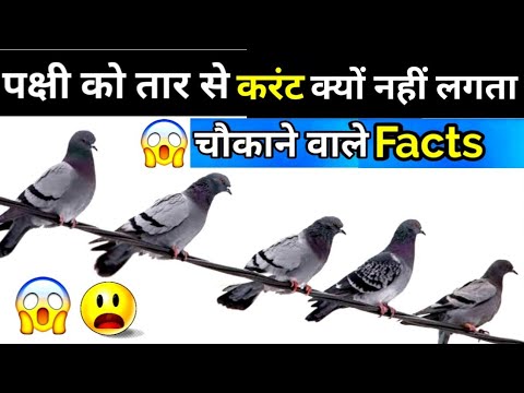 Why don't Birds get Shocked on Electric Power Lines | पक्षियों को तारों से करंट क्यों नहीं लगता |