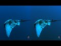 Underwater video of 2014 3D side by side