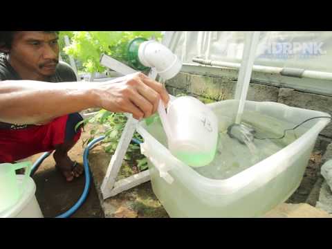 Video: Kapan menyiram hidroponik?