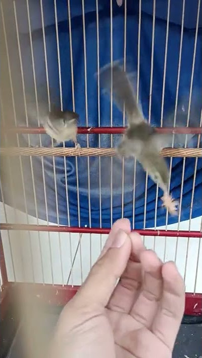Prenjak Klik /Ciwah Sepasang Jantan dan Betina