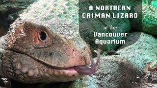 A Northern Caiman Lizard at the Vancouver Aquarium @papaatthezoo