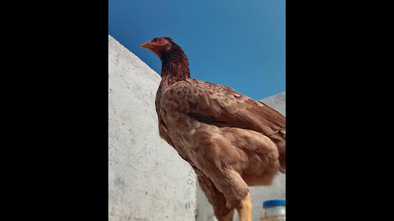 mashaallah💚Aseelmurgi 