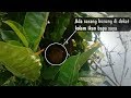 Ternyata Di Dekat Kolam Ikan Punya Bapa Yang Kekeringan Ada Sarang Burung Unik Bersarang Mp3 - Mp4 Download