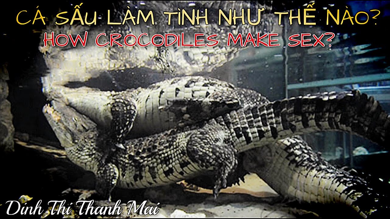 Crocodile sex video