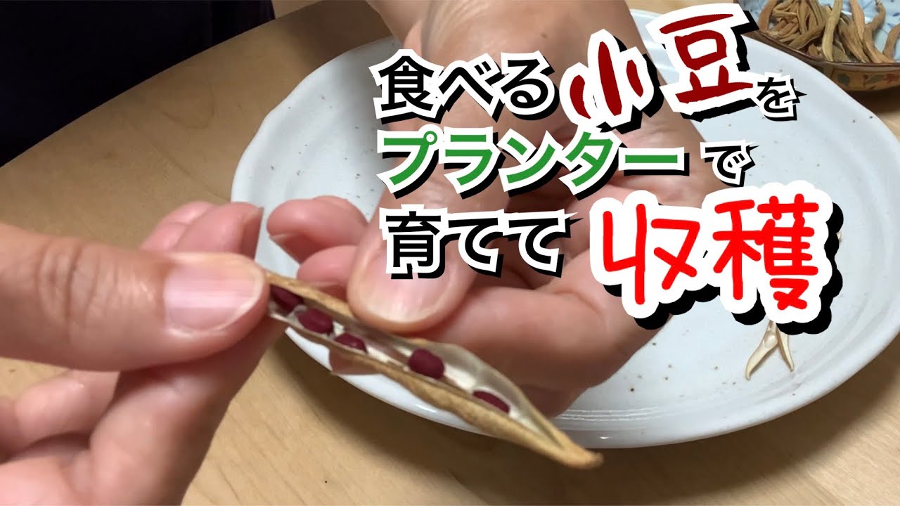 活かす暮らし 食べる小豆をプランターに蒔いたら2か月後に小豆が採れました 小豆のプランター栽培 種蒔きか収穫まで プランター畑 60代一人暮らし Youtube