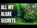 No more algae with these simple tricks