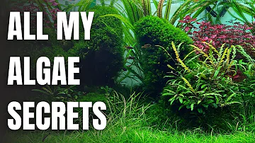 NO MORE ALGAE With These SIMPLE Tricks