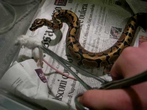 spotnose yellow belly ball python Spotnose ball python