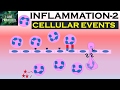 INFLAMMATION Part 2: Cellular Events- Leukocyte Recruitment.