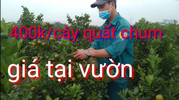 Công khai giá quất tết 2022 tại vườn, quất tết 2022 trên chum cây đẹp quả sai