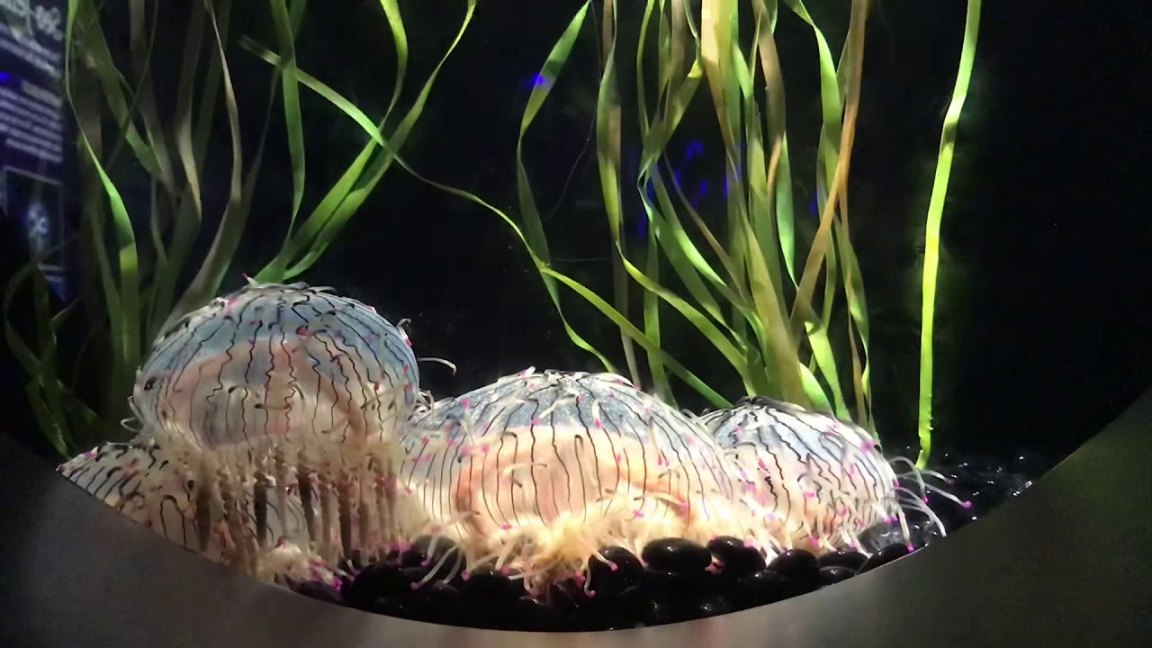 Boston Aquarium 2 YouTube