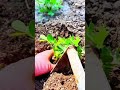 Perfect Planting Technique For Healthy Growth