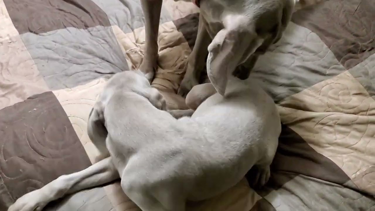 weimaraner blue eyes 16 weeks old with mom