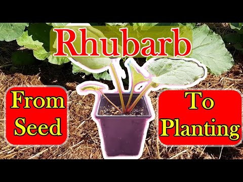 Video: Plant rabarbersaad - Hoe om rabarberplante uit saad te kweek
