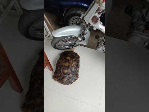 Kura kura Emys atau Kaki Gajah - YouTube