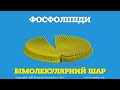 Фосфоліпіди. Бімолекулярний шар. [Encapsula NanoSciences]