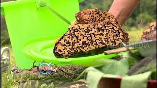 KAPURUNG SARANG LEBAH | JEJAK SI GUNDUL (29/03/18) 1-3