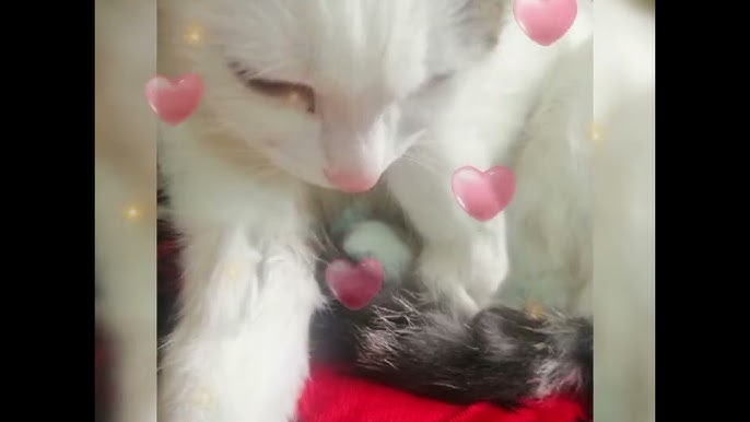 Juda keksa ayollar pornoni ogziga olishadi