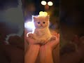 This tiny kitten's meow is too much to handle! 😭💖