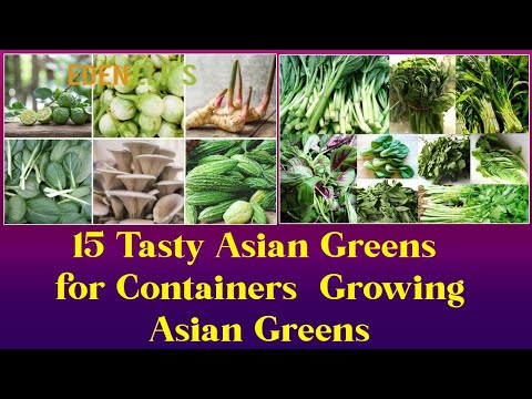 15 Tasty Asian Greens for Containers | Growing Asian Greens