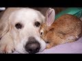 Rabbit Shows Dog His Love