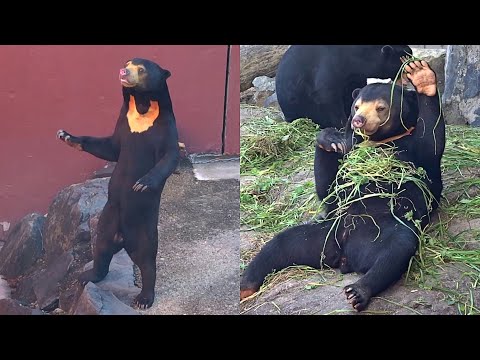 Funny Rare Sun Bear Standing UP and and Playing