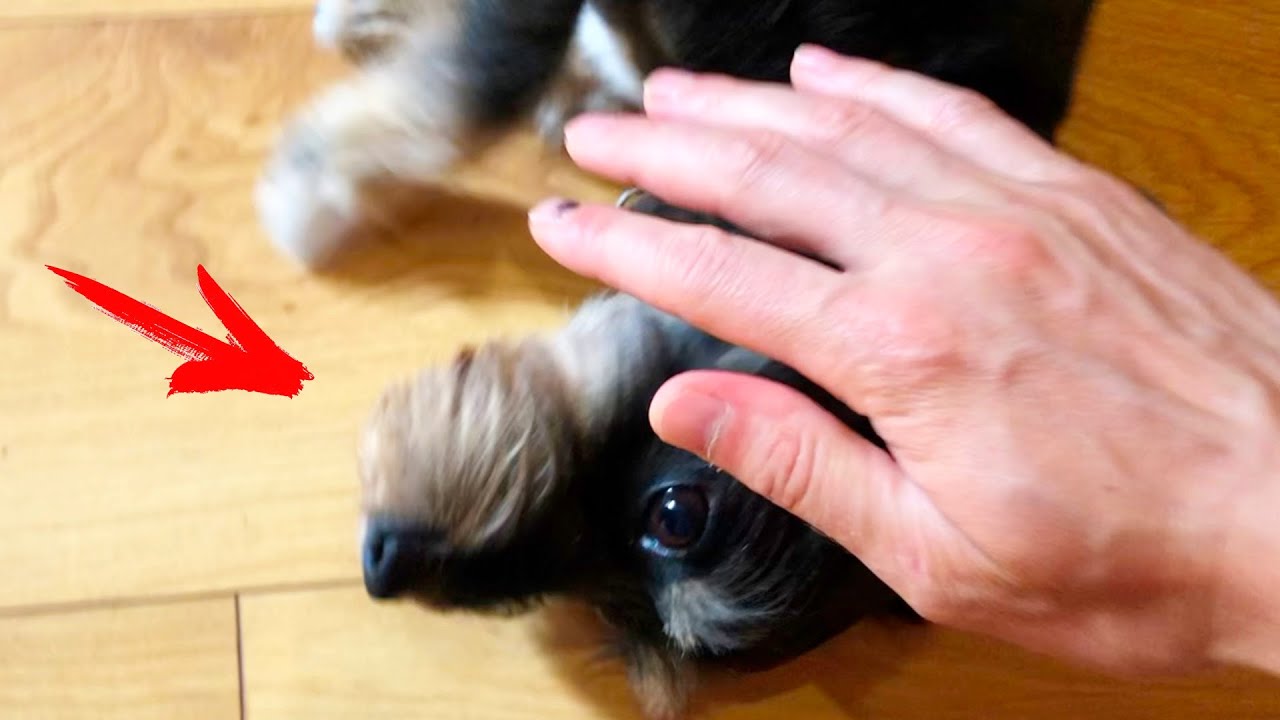 Как должна вести себя собака при подзыве *Ко мне*? Как понять кто вы ...