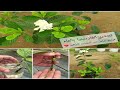 تجذير الجاردينيا بالماء والرعاية على مدار 180 يوم من التجذير للتزهير Gardenia 