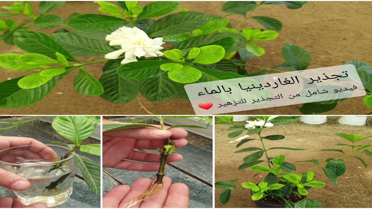 تجذير الجاردينيا بالماء والرعاية على مدار 180 يوم ...من التجذير للتزهير #gardenia