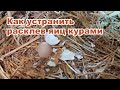 Как устранить расклев яиц курами