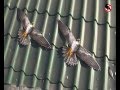 Как отпугивать голубей со зданий? Динамические отпугиватели птиц.