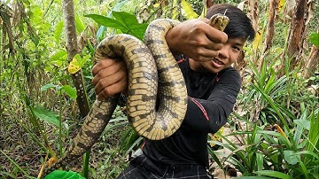 Rắn Ri Voi Ở Rừng U Minh Là Phải Cỡ Này