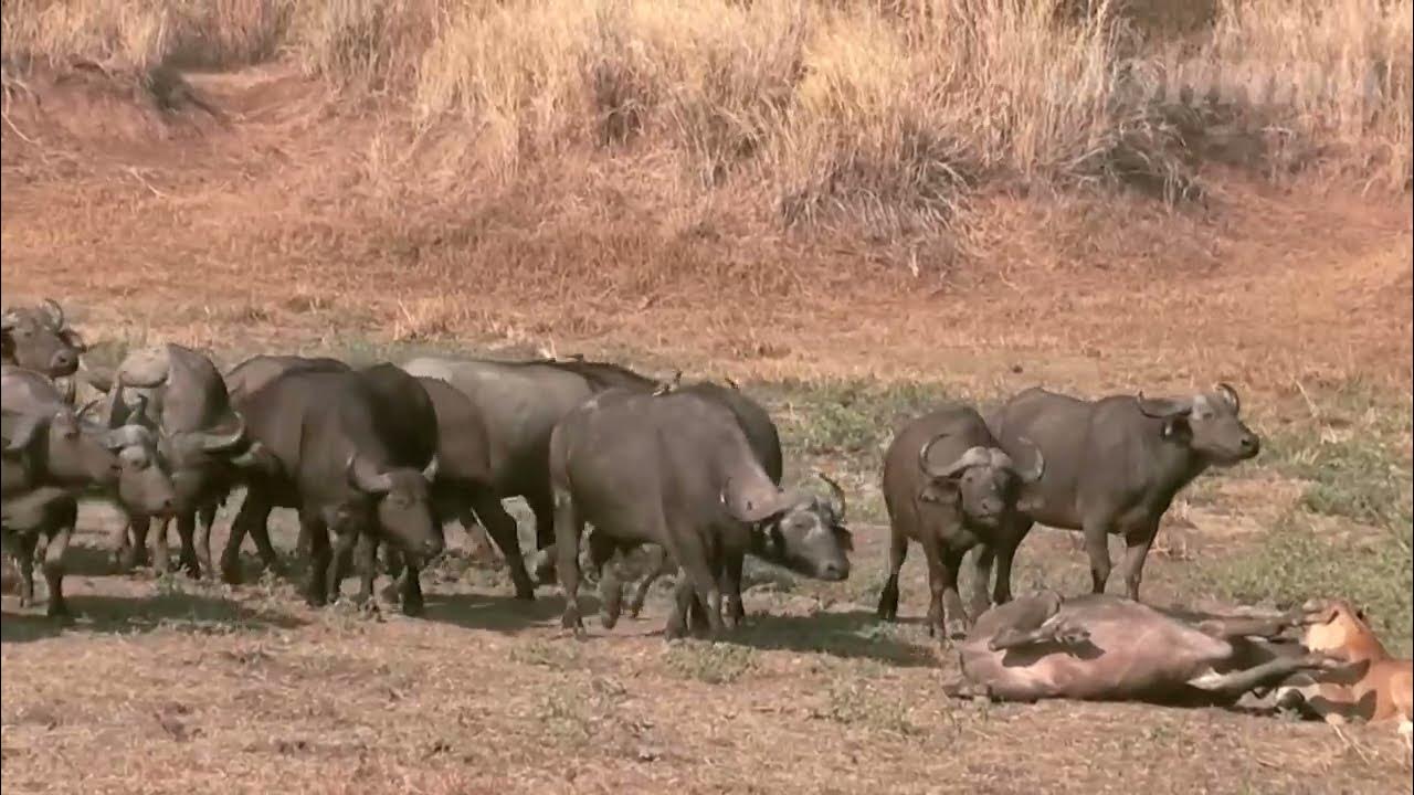 Битвы диких животных видео. Африканский буйвол против носорога.