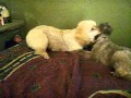 When Poodles Attack
