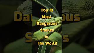 Top 10 Most Dengerous Snakes In The World  | Jayadraj Rabha #viral #youtubeshorts #top10 #snake
