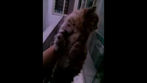 Watch the video about 2 Months Old Persian Angora Kitten Meowing