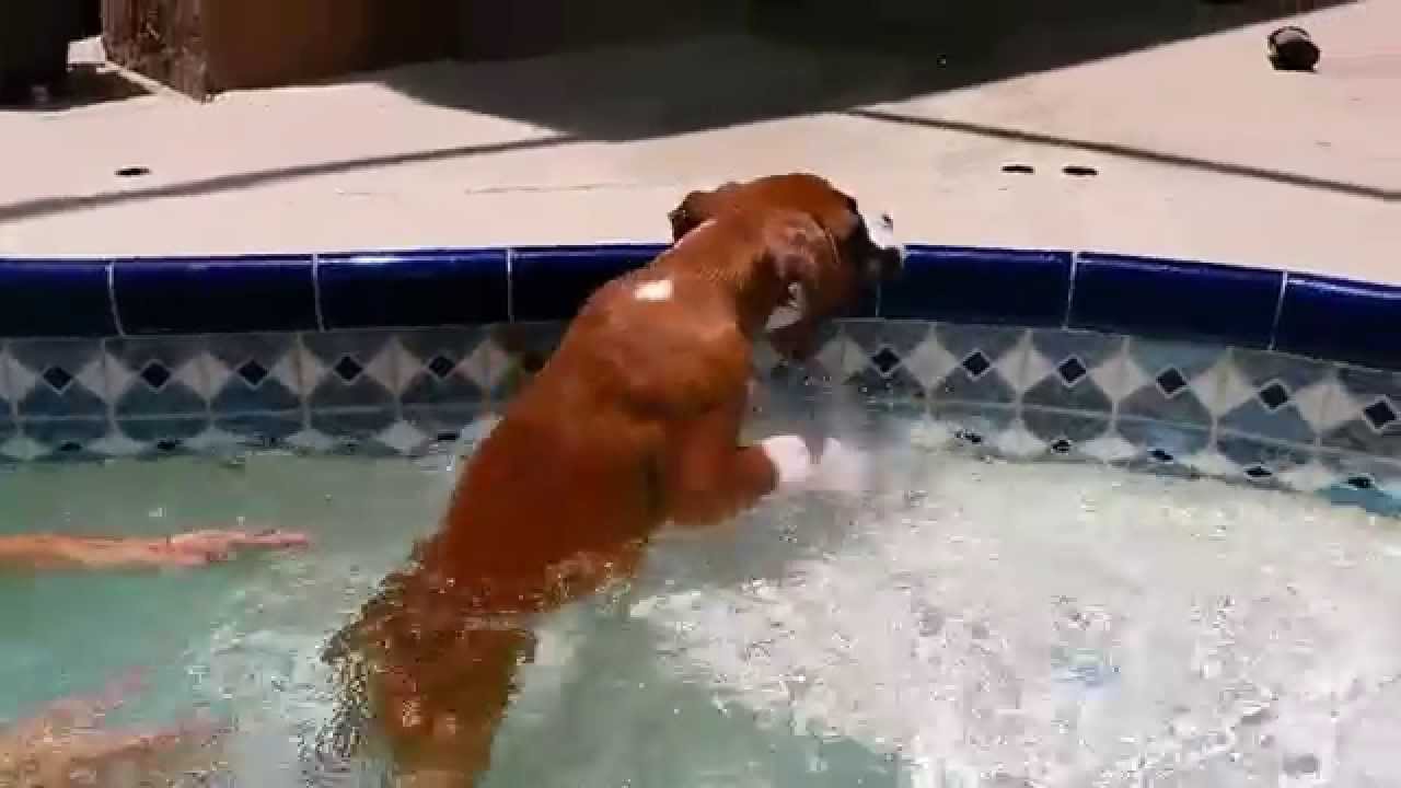 Boxer puppy swimming YouTube