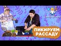 Пикируем рассаду | Барышня-крестьянка | Как подобрать садовый инвентарь