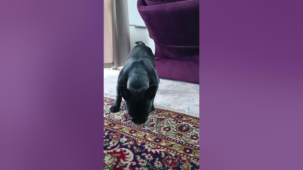  why does my dog play with his food youtube