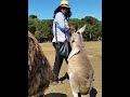 Feeding Kangaroo part2
