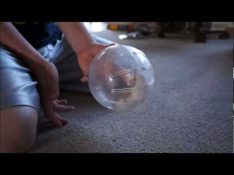 robo hamster ball