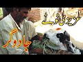 Funny Bakra Eid Special جادوگر   Azizi Totay 2023 I Tezabi Totay by Ali Azizi