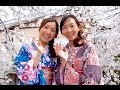 Moments in Kyoto - Sakura | Real Beauty Cherry Blossoms Kyoto Japan 京都の桜 着物美人と夜桜 京都観光