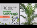 Растение которое я НЕ люблю, но расскажу об уходе. Финик Канарский - что со мной или с ним не так?