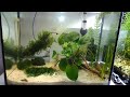 Чистка Креветочника / Cleaning Shrimp Tank